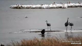 Bald eagle and cranes Mississippi River Flyway Cam powered by EXPLORE org