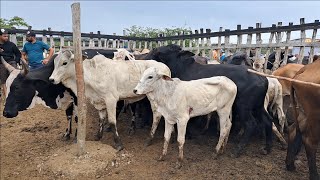 FEIRA DO GADO EM: SOLÂNEA-PB!!! "Parte2" 📹