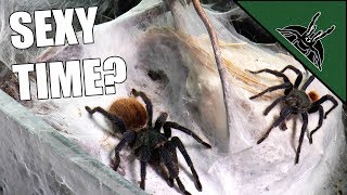 Tarantula Love Life Struggle Continues...