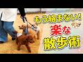 【多頭飼いオーナー必見】リードがぐちゃぐちゃ…卒業!2頭一緒でもスイスイ歩けるテクニック