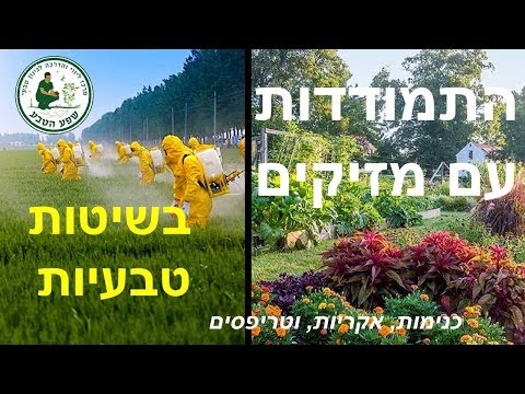 וִידֵאוֹ: כיצד להתמודד עם מחלות ומזיקים של שמיר