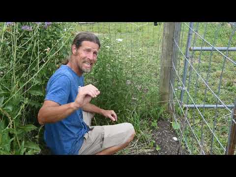 فيديو: زراعة نبات اليارو: كيف ينمو اليارو