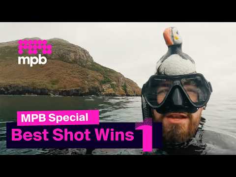 Puffin Photography Challenge in Wales | MPB