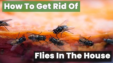 How to Get Rid of Flies in the House Fast and Easy!