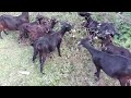 Assam hill goat farm//New goat farm in Assam অসমৰ থলুৱা প্ৰজাতিৰ ছাগলী 