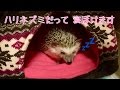 【眠いけど食べたい】お寝ぼけつゆさん The half-dog hedgehog Tsuyu