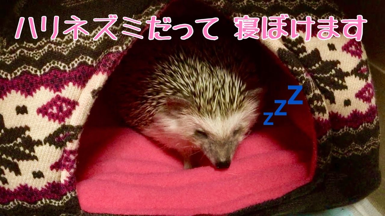 眠いけど食べたい】お寝ぼけつゆさん The half-dog hedgehog Tsuyu