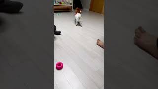 Dog Funny Dress viral Video #shorts #dog #video #viral #ytshorts
