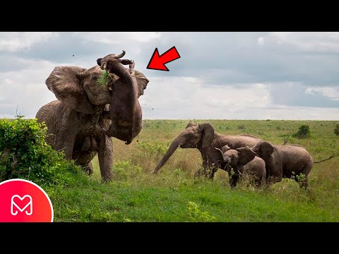Яростный слон уничтожает буффало