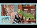 Taylor Trains an Amazon Parrot