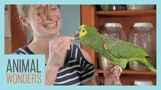 Taylor Trains an Amazon Parrot
