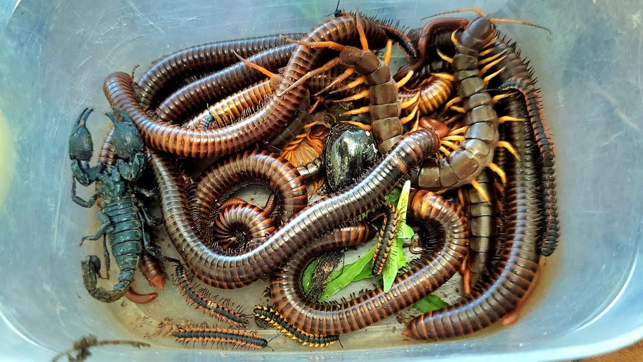 Поймайте удивительных экзотических животных: гигантских сороконожек, скорпионов, гигантских много...