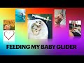 How to prepare milk and feed my baby sugar glider.
