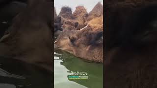 Surah At-Takwirسورة التكوير best recitation qari abdul basit #shorts #islamicpoduction #quran Surah At-Takwirسورة التكوير best recitation qari abdul basit #shorts #islamicpoduction #quran