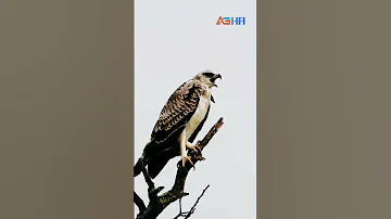 الصوت الذي ارعب طيور 