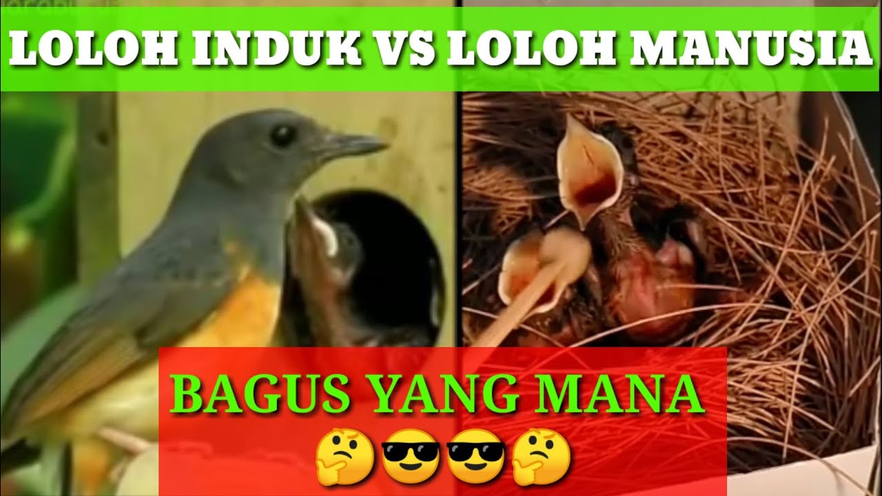 perbandingan loloh indukan dan loloh manusia bagi trotolan Murai Batu