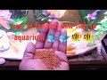 How to feed new fish in aquarium