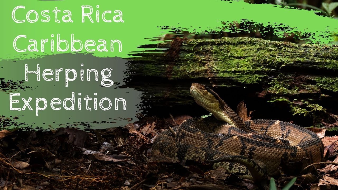 Costa Rica Caribbean Herping Expedition / CR WILD / 23-30 September 2019 / 8-10 PAX