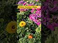 Phoolon Ke Shehar Mein Ghar Mera 🌸 | Winter Season Nursery Flowers | Shorts #YtShorts