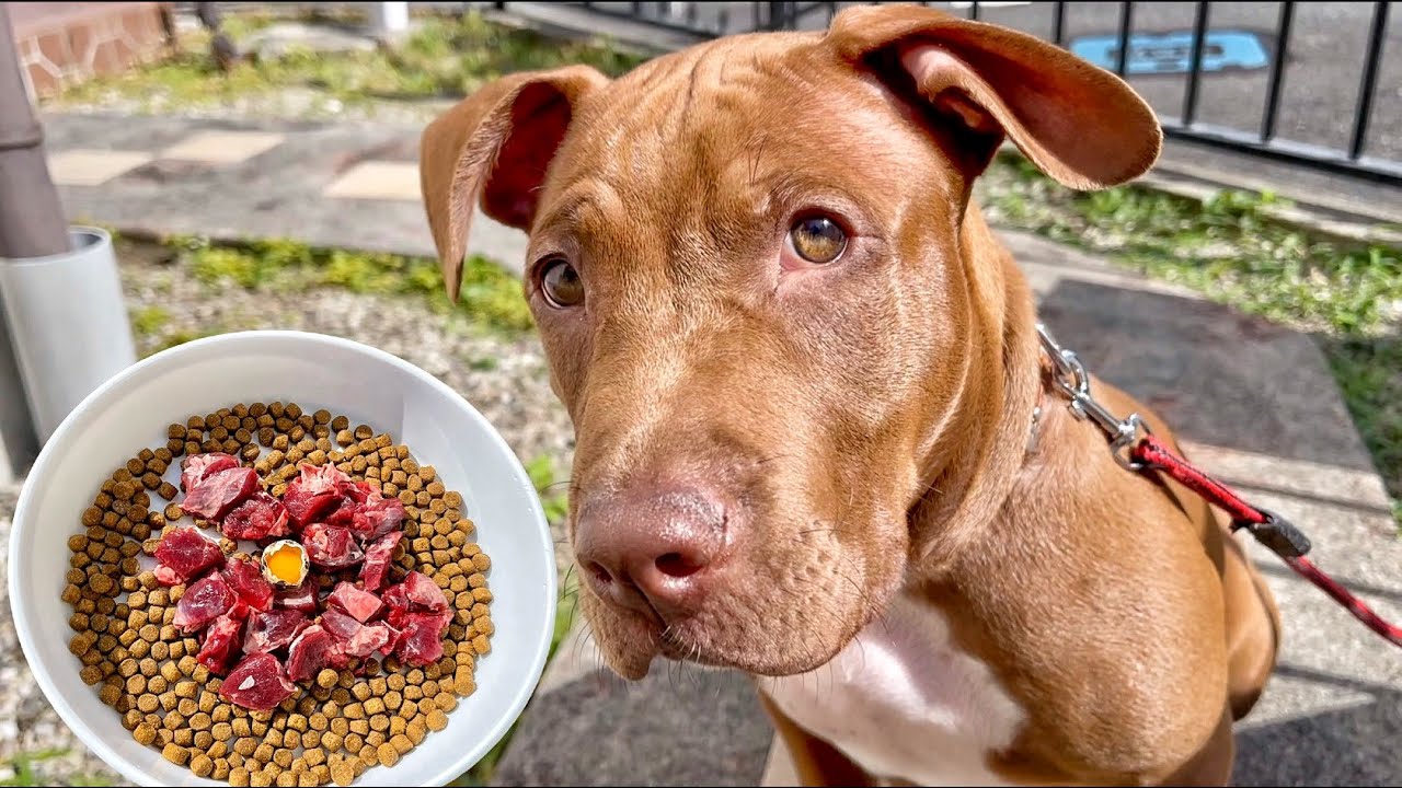asmr-puppy-pitbull-eating-kibble-youtube
