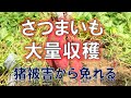 色が鮮やか　さつまいもの収穫
