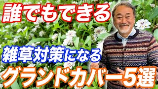 【庭好き必見】オススメのグランドカバー5選！雑草対策のアイデアをプロが解説！【植栽】【ガーデンアイデア】