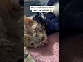 Matol was found after a hit-and-run, crying in unbearable pain. 💔His jaw was shattered and one eye