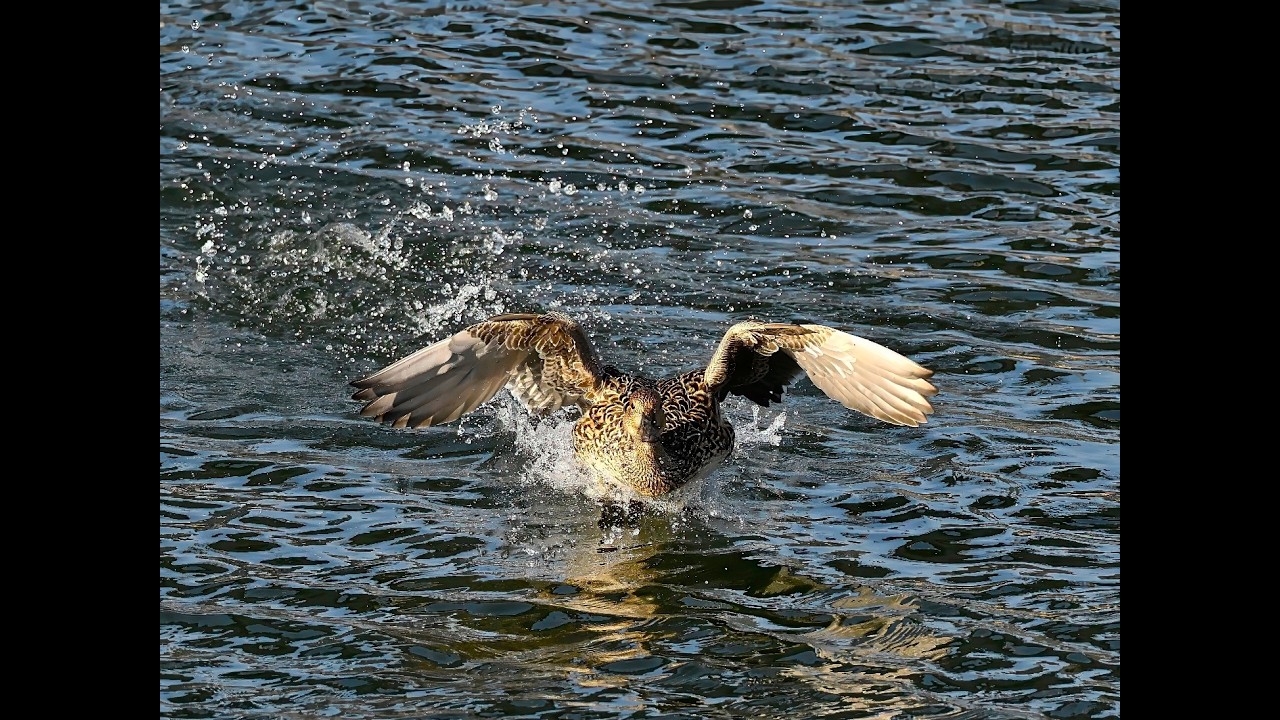 김강수 사진 모음 105