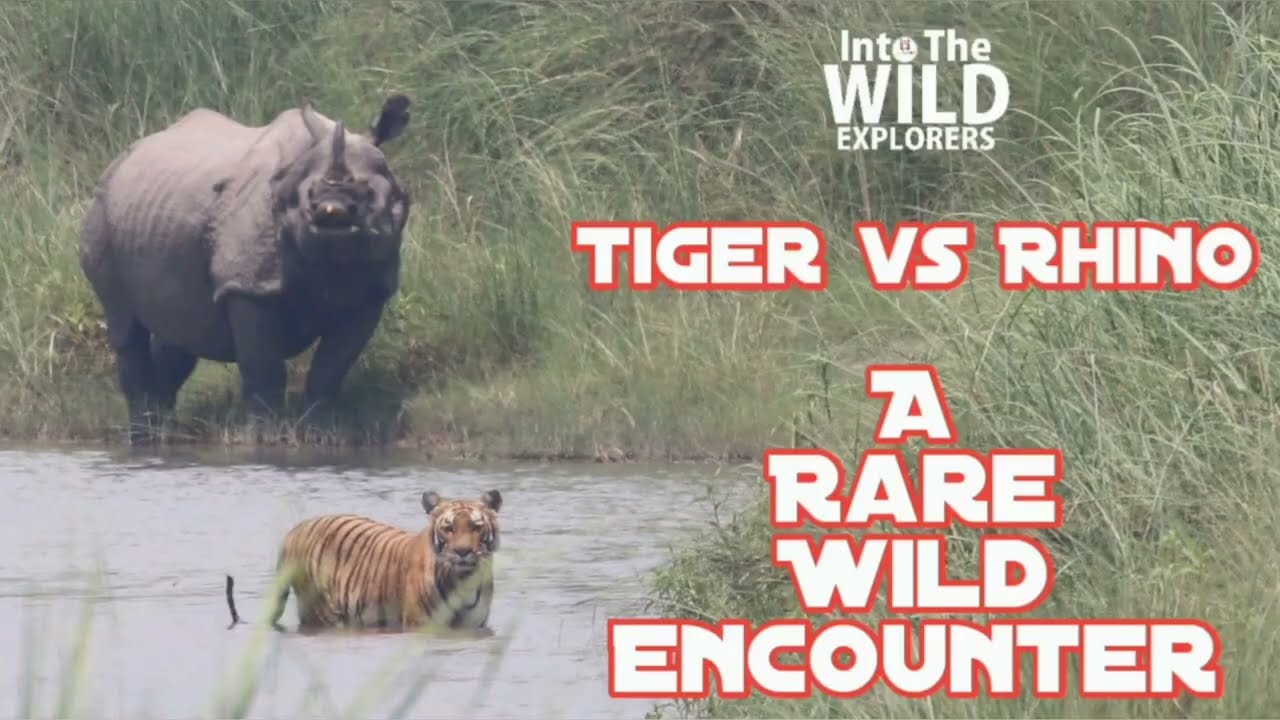 𝗧𝗶𝗴𝗲𝗿 𝘃𝘀 𝗥𝗵𝗶𝗻𝗼: 𝗔 𝗥𝗮𝗿𝗲 𝗪𝗶𝗹𝗱 𝗘𝗻𝗰𝗼𝘂𝗻𝘁𝗲𝗿! 