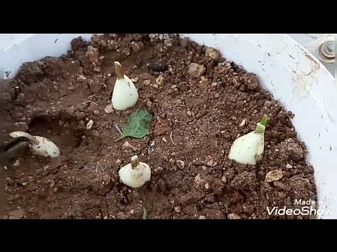 فيديو: زراعة ثوم الشتاء