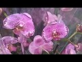 Обзор орхидей-- Орхидея,Бау-центр, анонс следующего видео
