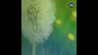 Symbiosis: Lacunae @SimonsFoundation