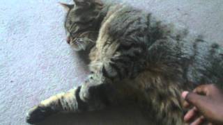 chanty,la belle au bois dormant...