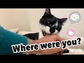 Cat back home reaction | Daddy was out of the house for 5 days | Uni & Nami sister cats