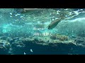 陳妍元 Yuan Chen【魚】鋼琴版