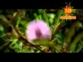 Khmer song  kmean thlai kmean tgnai rous khemarak serymon