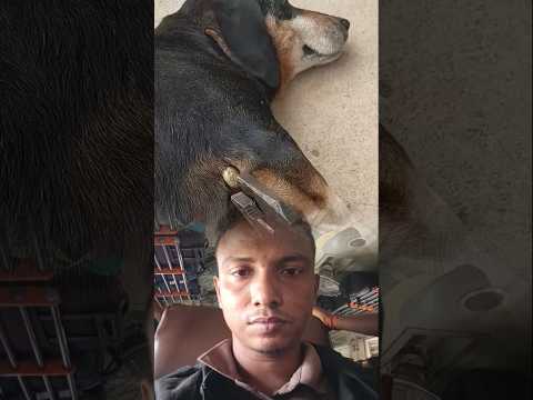 ❤️ #doglovers #shorts