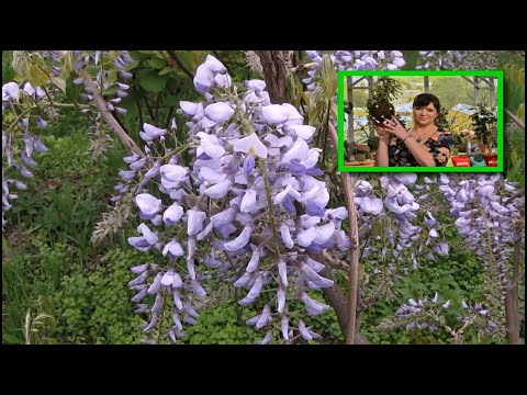 ቪዲዮ: Wisteria Macrostachia “ሰማያዊ ጨረቃ” (28 ፎቶዎች) - ‹ሰማያዊ ጨረቃ› ን መትከል እና መንከባከብ። በረዶ-ተከላካይ ዝርያ መግለጫ