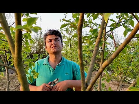هرس درخت خرمالو و نکاتی مهم در انتخاب زمان هرس