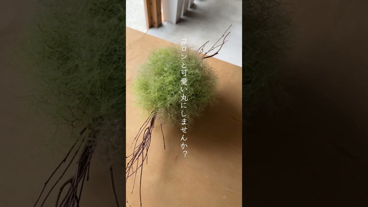スモークツリー｜レッスン｜ #フラワーレッスン #スモークツリー