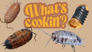 Feeding Isopods - What Should You Be Feeding Them?
