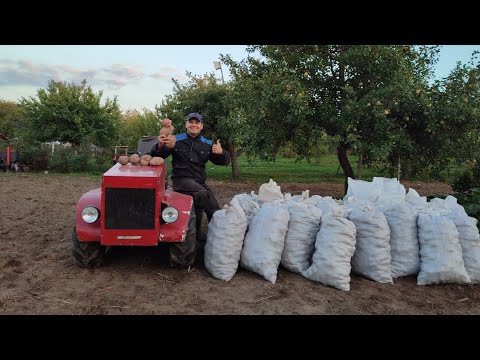 Видео: Гусеничный минитрактор копает картошку самодельной картофелекопалкой