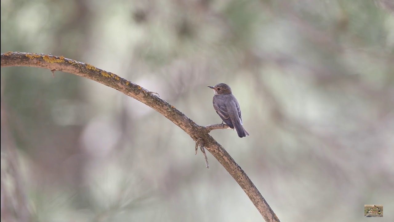 Spotted Flycatcher (Muscicapa striata). 