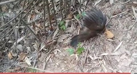 cuab hlua kai mag qaib qus kawg,22,1,2023