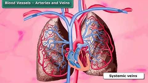 Transportation in Animals | Class 7 Science | English Video