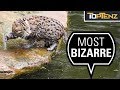 10 Living Things That Shouldn’t Exist But Do