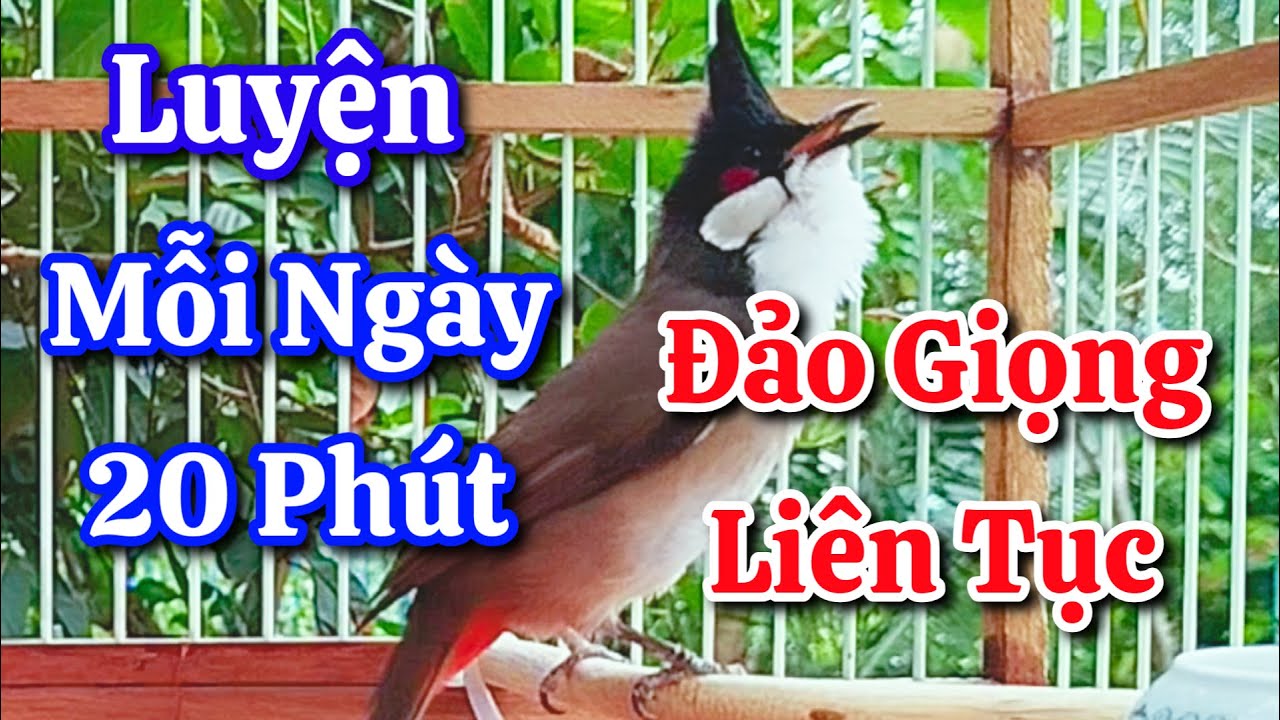 chào mào hót sáng kích bổi - luyện giọng hay ép bổi sổ bọng và căng lửa - chào mào hót đấu