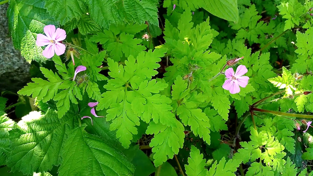 PARSLEY LOOK ALIKE. PURPLE FLOWER CYANIDE POISONOUS. How to identify
