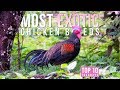 Top 10 Most EXOTIC Chicken Breeds | Top 10 Tuesdays