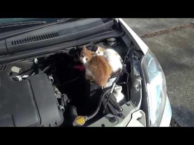 猫バンバン Knock Knock Cats Cat Fine 猫バンバン Knock Knock Cats Cat Fine